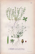 1922 Birdeye Pearlwort, Irish-moss (Sagina procumbens, Sagina subulata) Vintage Antique Print by Lindman, Botanical Flower Book Plate 347