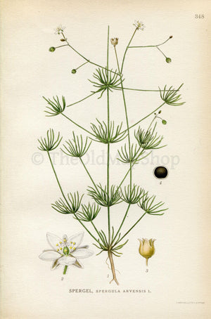 1922 Corn Spurry (Spergula arvensis) Vintage Antique Print by Lindman, Botanical Flower Book Plate 348. Green, White