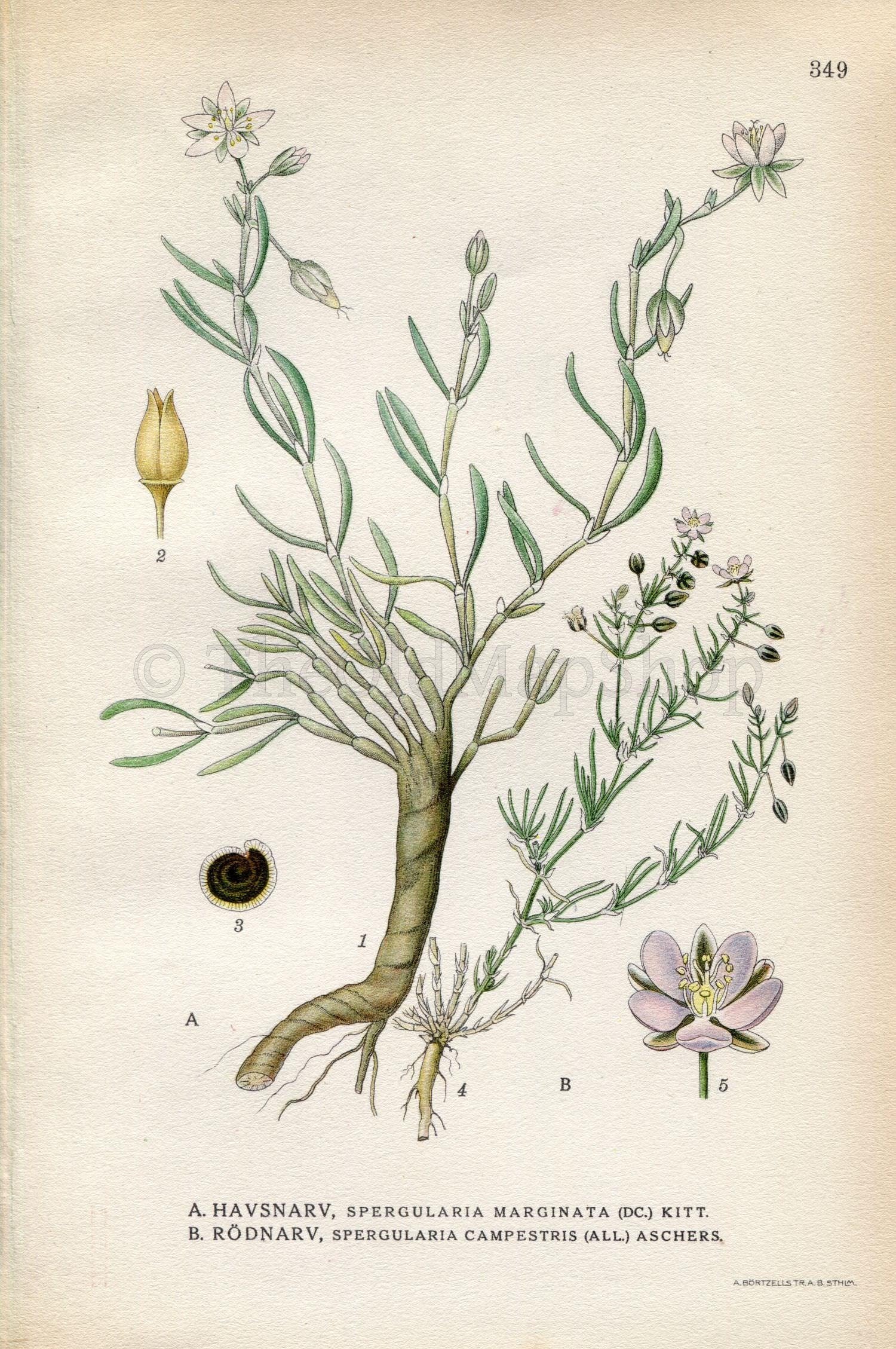 1922 Media Sandspurry (Spergularia Marginata, Campestris) Vintage Antique Print by Lindman, Botanical Flower Book Plate 349. Green