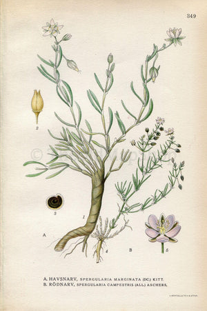 1922 Media Sandspurry (Spergularia Marginata, Campestris) Vintage Antique Print by Lindman, Botanical Flower Book Plate 349. Green