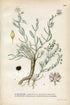 1922 Media Sandspurry (Spergularia Marginata, Campestris) Vintage Antique Print by Lindman, Botanical Flower Book Plate 349. Green