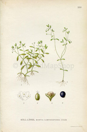 1922 Blinking Chickweed, Blinks, Water Chickweed (Montia lamprosperma) Vintage Antique Print by Lindman, Botanical Flower Book Plate 350