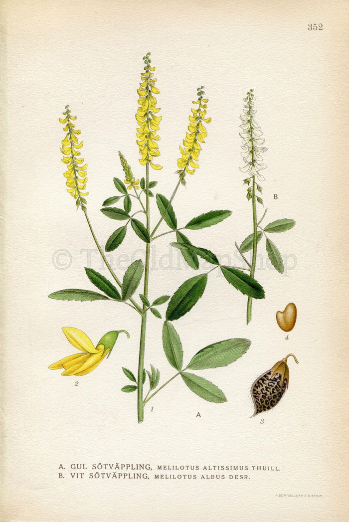 1922 Tall Yellow Sweetclove, Honey Clover (Melilotus altissimus, albus) Vintage Antique Print by Lindman, Botanical Flower Book Plate 352