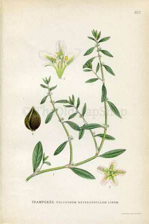 1922 Northern knotweed (Polygonum heterophyllum) Vintage Antique Print by Lindman, Botanical Flower Book Plate 357, Green, White