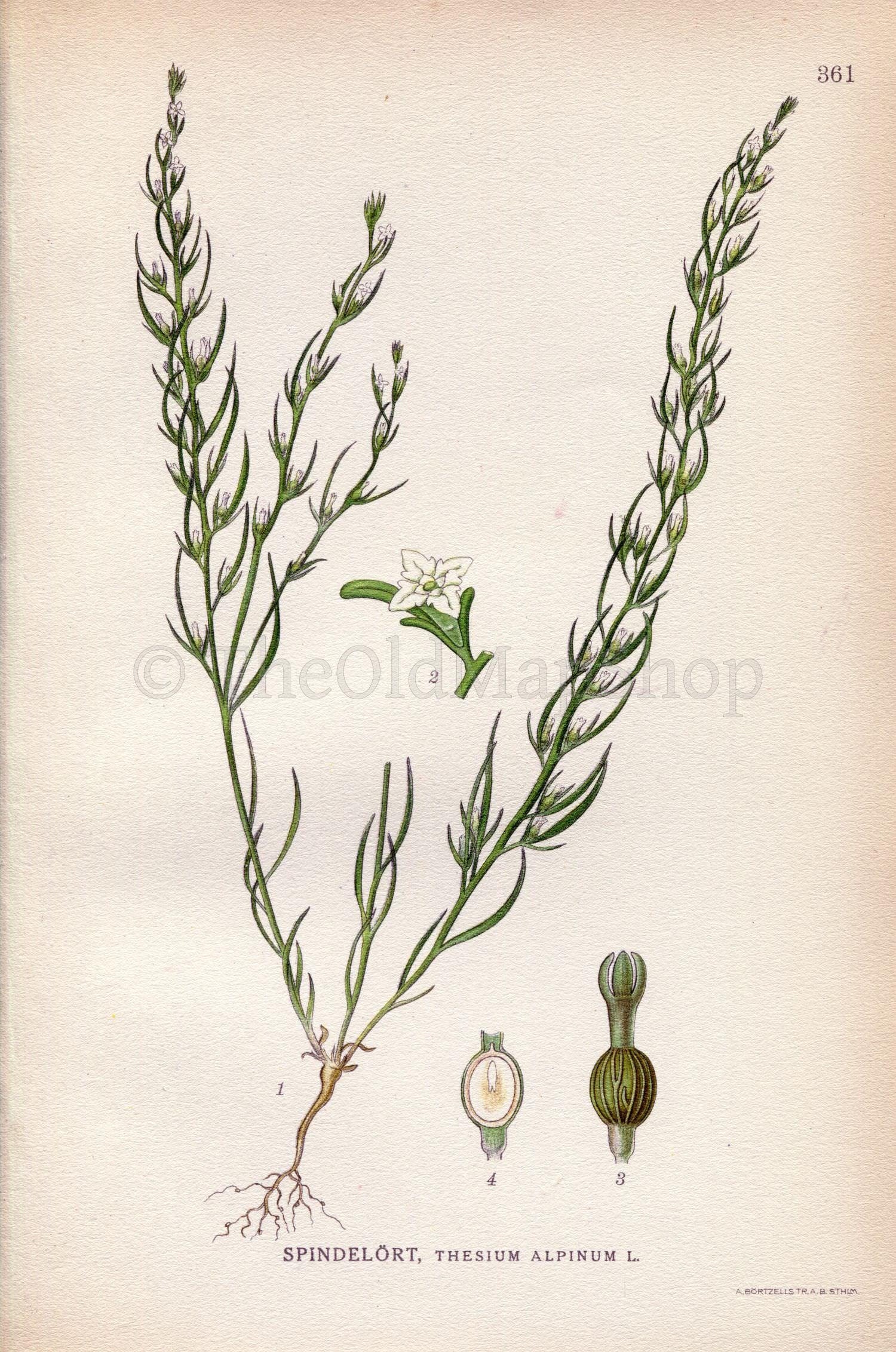 1922 (Thesium alpinum) Vintage Antique Print by Lindman, Botanical Flower Book Plate 361, Green, White
