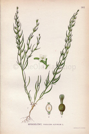 1922 (Thesium alpinum) Vintage Antique Print by Lindman, Botanical Flower Book Plate 361, Green, White