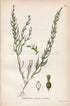 1922 (Thesium alpinum) Vintage Antique Print by Lindman, Botanical Flower Book Plate 361, Green, White