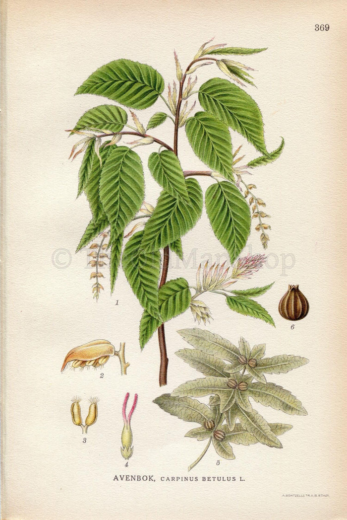 1922 European Hornbeam, Common Hornbeam Tree (Carpinus betulus) Vintage Antique Print by Lindman, Botanical Flower Book Plate 369, Green