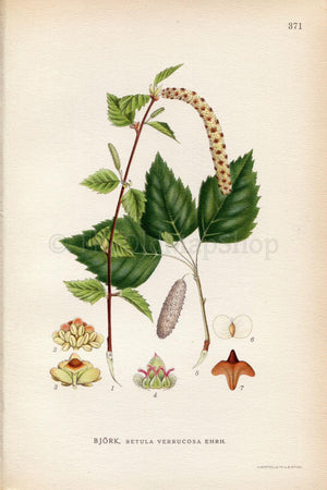 1922 Silver birch, Warty birch, Birch Tree (Betula verrucosa) Vintage Antique Print by Lindman, Botanical Flower Book Plate 371, Green