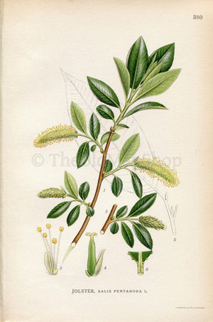 1922 Bay Willow (Salix pentandra) Vintage Antique Print by Lindman, Botanical Flower Book Plate 380, Green