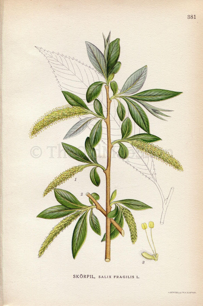 1922 Crack Willow, Brittle Willow Tree (Salix fragilis) Vintage Antique Print by Lindman, Botanical Flower Book Plate 381, Green