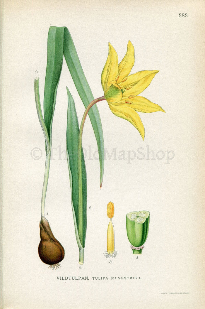 1922 Wild Tulip, Woodland Tulip (Tulipa sylvestris) Vintage Antique Print by Lindman, Botanical Flower Book Plate 383, Green, Yellow