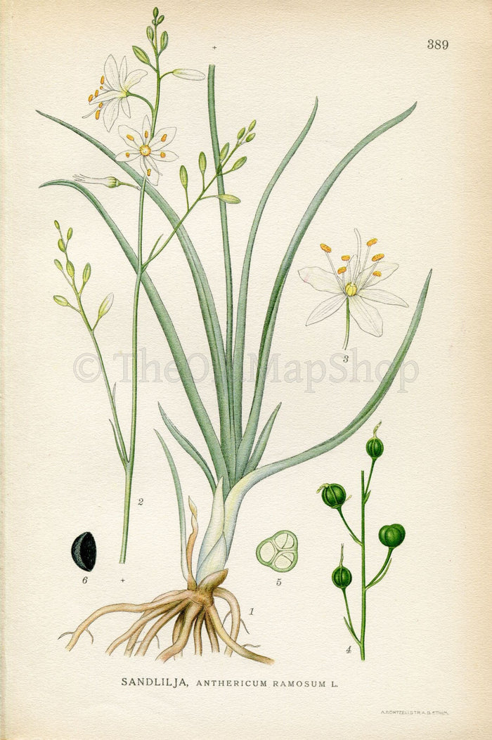 1922 Branched St Bernard's-lily (Anthericum ramosum) Vintage Antique Print by Lindman, Botanical Flower Book Plate 389, Green, White