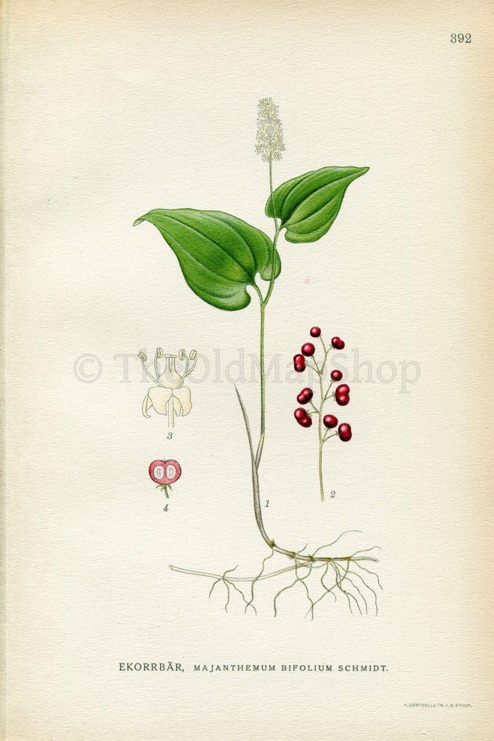 1922 False Lily of the valley, May lily (Maianthemum bifolium) Vintage Antique Print by Lindman, Botanical Flower Book Plate 392, White, Red