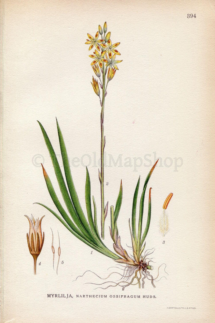 1922 Bog Asphodel, Lancashire Asphodel (Narthecium ossifragum) Vintage Antique Print by Lindman, Botanical Flower Book Plate 394, Green