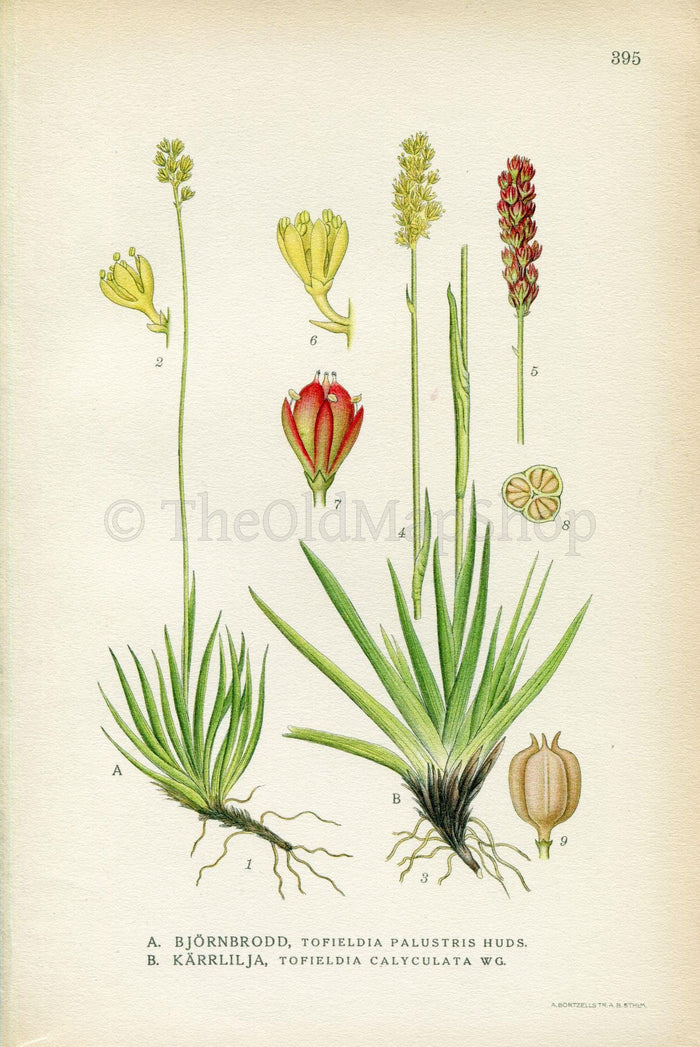 1922 (Tofieldia palustris, Tofieldia calyculata) Vintage Antique Print by Lindman, Botanical Flower Book Plate 395, Green