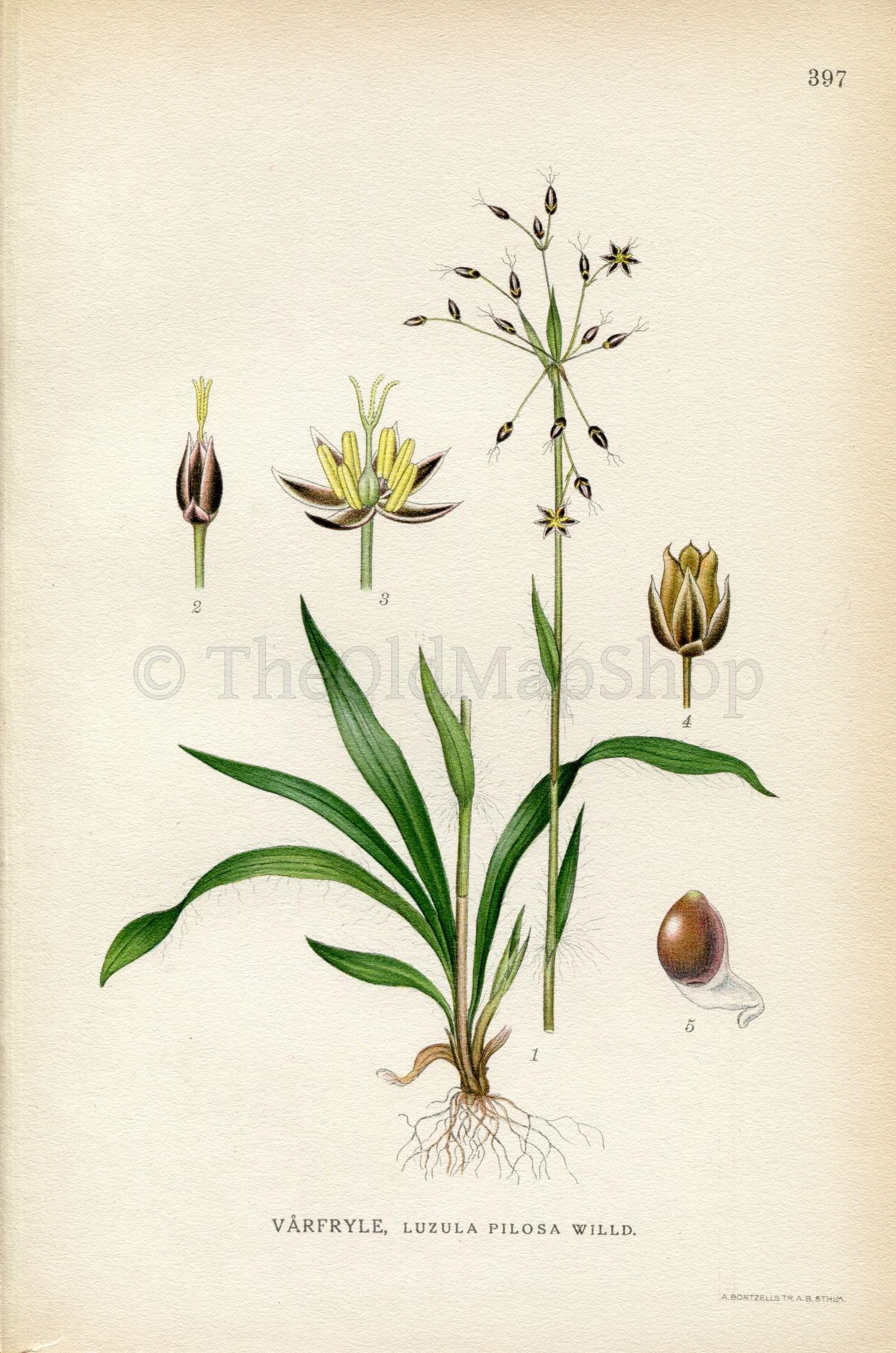 1922 Hairy Wood-rush, Rush (Luzula pilosa) Vintage Antique Print by Lindman, Botanical Flower Book Plate 397, Green