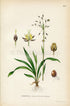 1922 Hairy Wood-rush, Rush (Luzula pilosa) Vintage Antique Print by Lindman, Botanical Flower Book Plate 397, Green