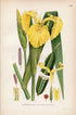 1922 Yellow Flag, Yellow Iris, Water Flag (Iris pseudacorus) Vintage Antique Print by Lindman, Botanical Flower Book Plate 398, Green