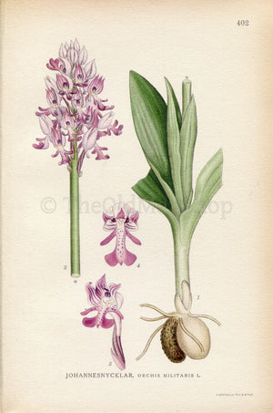 1922 Military orchid (Orchis militaris) Vintage Antique Print by Lindman, Botanical Flower Book Plate 402, Green, Purple