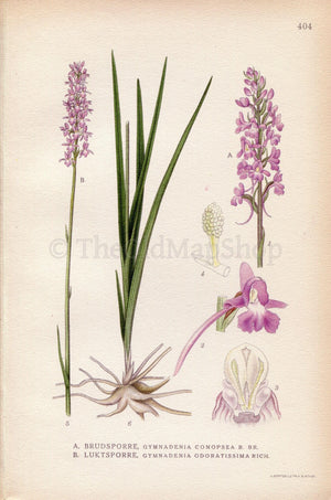 1922 Marsh Fragrant Orchid (Gymnadenia conopsea, odoratissima) Vintage Antique Print by Lindman, Botanical Flower Book Plate 404, Green