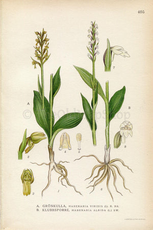 1922 Orchid (Habenaria viridis, Habenaria albida) Vintage Antique Print by Lindman, Botanical Flower Book Plate 405, Green