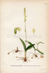 1922 Musk Orchid (Herminium monorchis) Vintage Antique Print by Lindman, Botanical Flower Book Plate 410, Green, Yellow