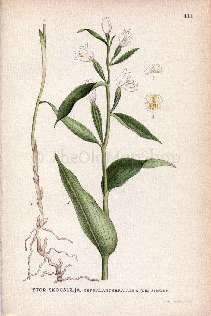 1922 White Helleborine, Cephalanthera damasonium, Orchid (Cephalanthera alba) Vintage Print by Lindman Botanical Flower Book Plate 414