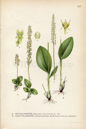 1922 Bog Orchid, Bog Adder's-mouth, Hammarbya (Malaxis paludosa) Vintage Antique Print by Lindman Botanical Flower Book Plate 417, Green