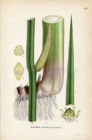 1922 Sweet Flag (Acorus calamus) Vintage Antique Print by Lindman Botanical Flower Book Plate 421, Green
