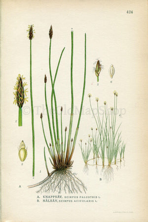 1922 Common Spike-rush, Spikerush (Scirpus palustris, Scirpus acicularis) Vintage Antique Print by Lindman Botanical Flower Book Plate 424