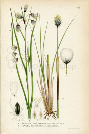 1922 Hare's-tail Cottongrass (Eriophorum polystachyum, Eriophorum vaginatum) Vintage Print by Lindman Botanical Flower Book Plate 425