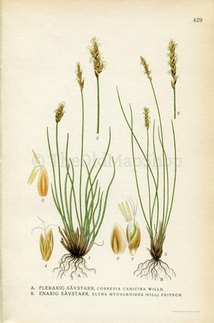 1922 Bog Sedge, Kobresia (Cobresia caricina, Elyna myosuroides) Vintage Antique Print by Lindman Botanical Flower Book Plate 429