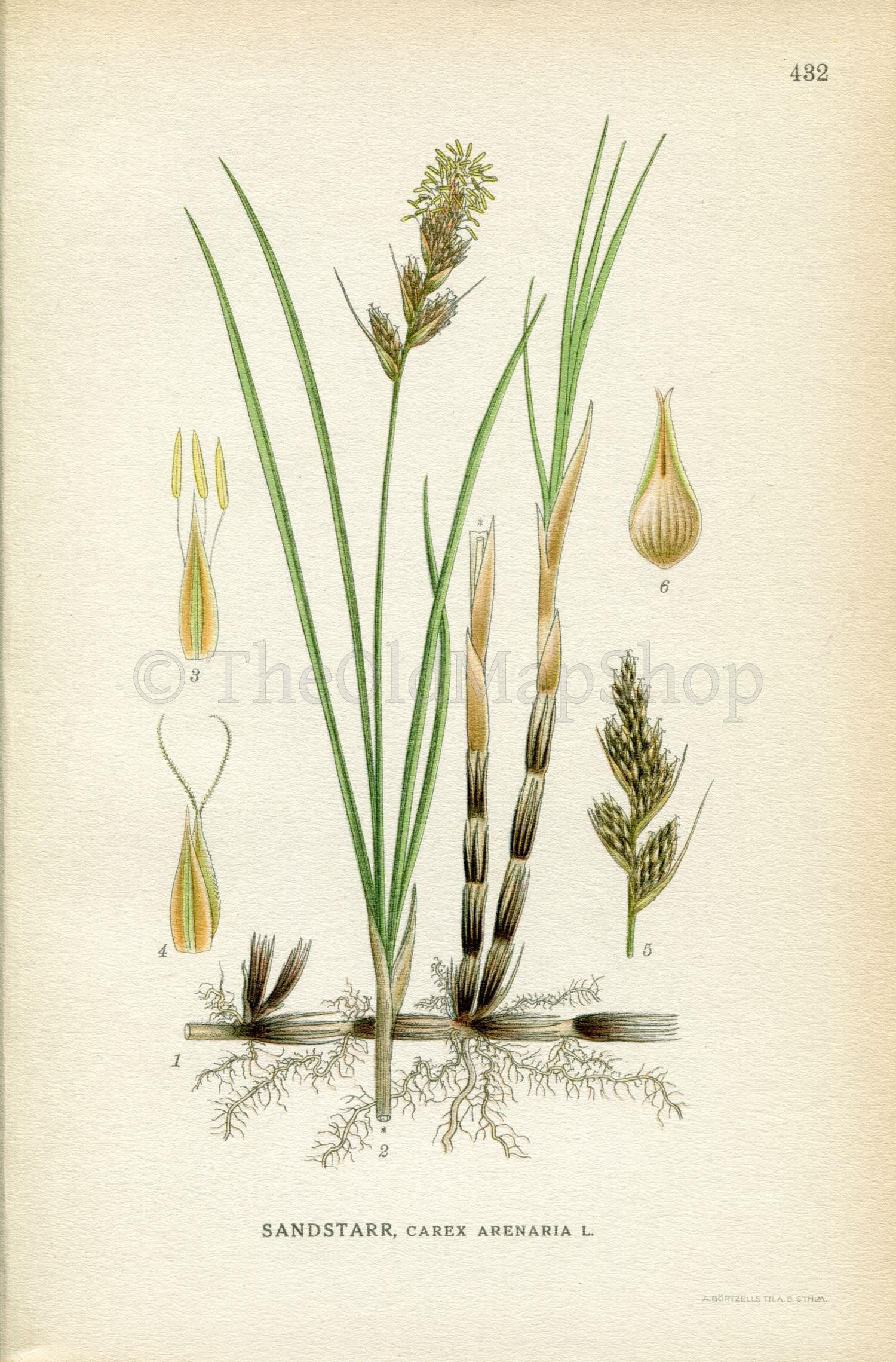 1922 Sand sedge (Carex arenaria) Vintage Antique Print by Lindman Botanical Flower Book Plate 432