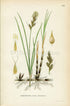 1922 Sand sedge (Carex arenaria) Vintage Antique Print by Lindman Botanical Flower Book Plate 432
