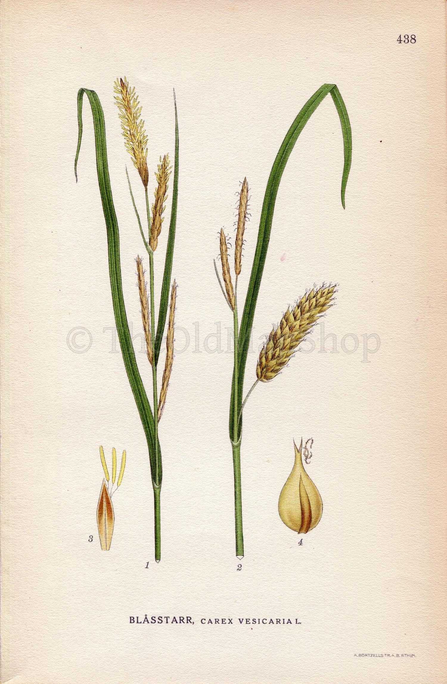 1922 Bladder-sedge, Blister sedge (Carex vesicaria) Vintage Antique Print by Lindman Botanical Flower Book Plate 438