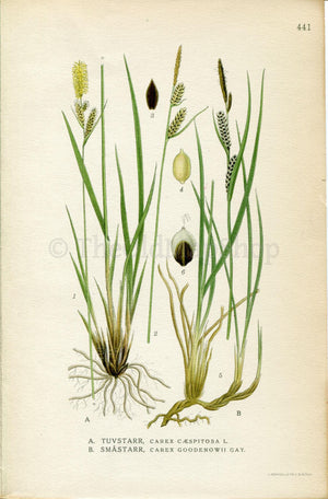 1922 Sedge (Carex cespitosa, Carex goodenowii) Vintage Print by Lindman Botanical Flower Book Plate 441