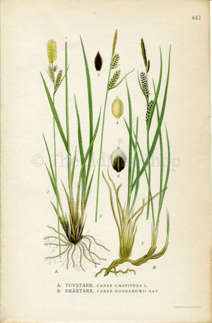 1922 Sedge (Carex cespitosa, Carex goodenowii) Vintage Print by Lindman Botanical Flower Book Plate 441
