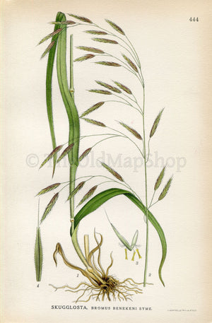 1926 Lesser Hairy-brome, Grass (Bromus benekenii) Vintage Antique Print by Lindman Botanical Flower Book Plate 444