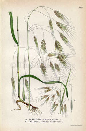 1926 Barren brome, Poverty brome, Cheatgrass (Bromus sterilis, Bromus tectorum) Vintage Print by Lindman Botanical Flower Book Plate 445