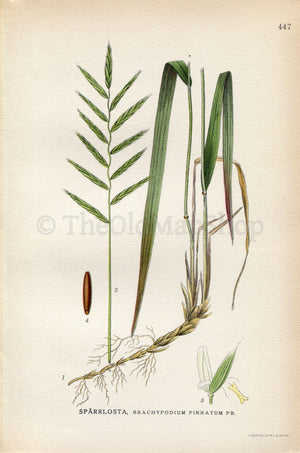 1926 Heath false brome, Tor-grass (Brachypodium pinnatum) Vintage Antique Print by Lindman Botanical Flower Book Plate 447