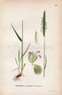 1926 Crested dog's-tail (Cynosurus cristatus) Vintage Antique Print by Lindman Botanical Flower Book Plate 448