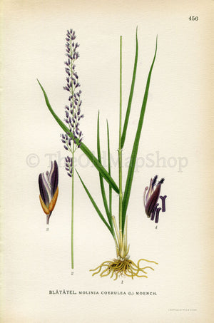 1926 Purple moor-grass (Molinia caerulea) Vintage Antique Print by Lindman Botanical Flower Book Plate 456