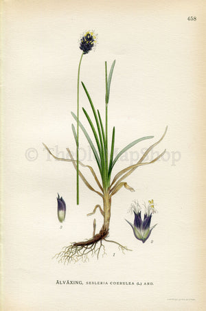 1926 Blue Moor-grass (Sesleria caerulea) Vintage Antique Print by Lindman Botanical Flower Book Plate 458