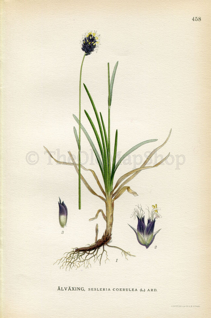 1926 Blue Moor-grass (Sesleria caerulea) Vintage Antique Print by Lindman Botanical Flower Book Plate 458