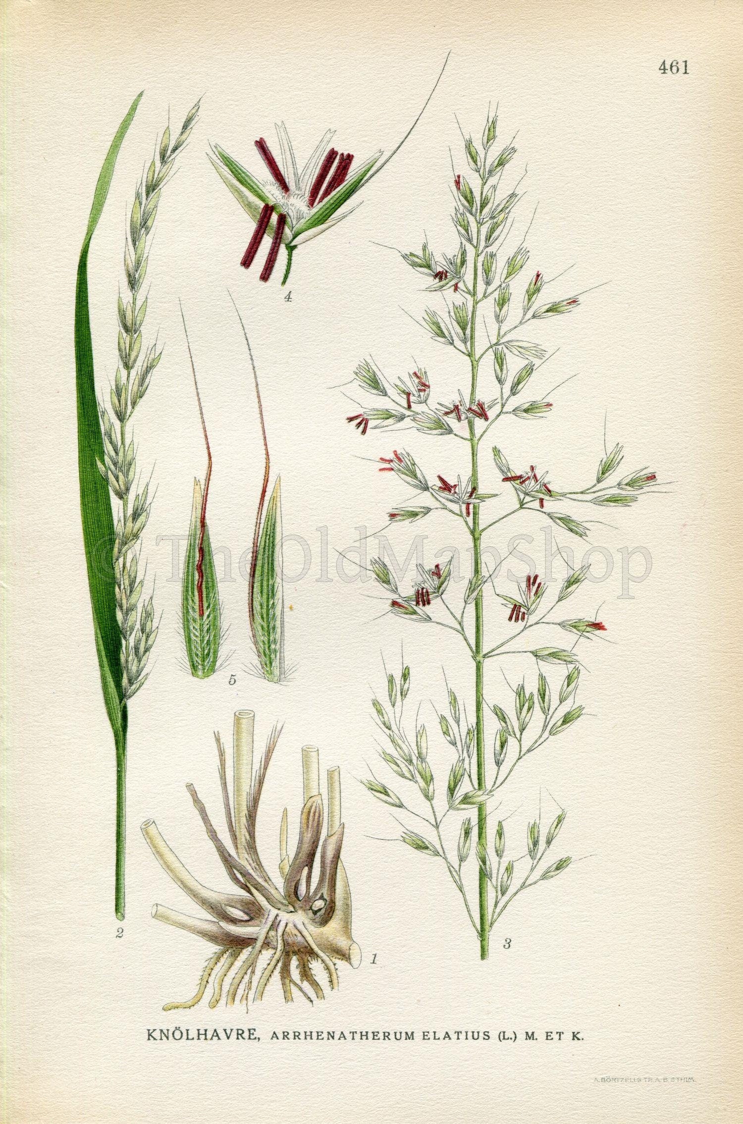 1926 False oat-grass, Tall oat-grass, Onion couch (Arrhenatherum elatius) Vintage Print by Lindman Botanical Flower Book Plate 461