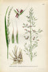 1926 False oat-grass, Tall oat-grass, Onion couch (Arrhenatherum elatius) Vintage Print by Lindman Botanical Flower Book Plate 461