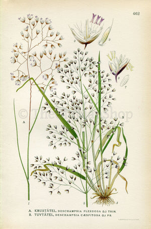 1926 Wavy hair-grass, Tufted Hairgrass (Deschampsia flexuosa Deschampsia cespitosa) Vintage Print by Lindman Botanical Flower Book Plate 462