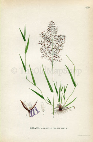 1926 Common bent, Colonial bent, Browntop, Agrostis capillaris (Agrostis tenuis) Vintage Print by Lindman Botanical Flower Book Plate 465