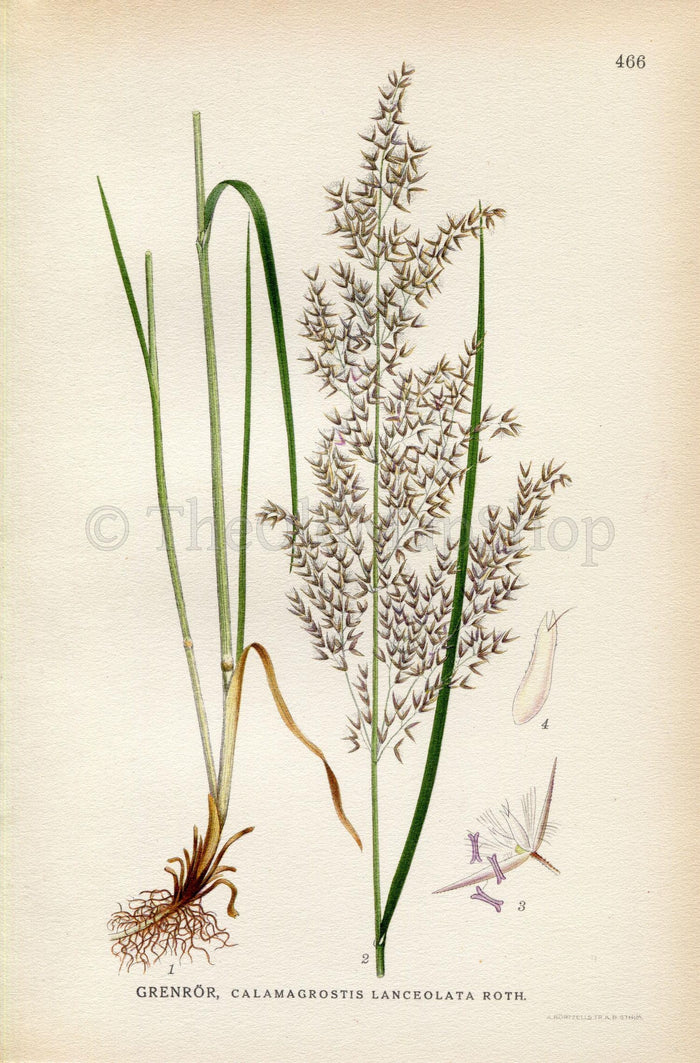 1926 Purple Small-reed, Calamagrostis canescens (Calamagrostis lanceolata) Vintage Print by Lindman Botanical Flower Book Plate 466